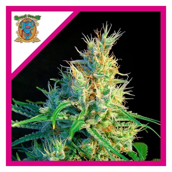 PSICODELICIA SWEET FEM® X3+1-SWEET SEEDS