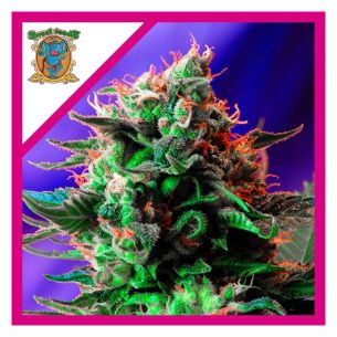 JACK 47 F1 FEM® X3+1-SWEET...