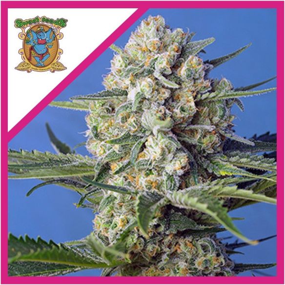 CRYSTAL CANDY F1 FEM® X25-SWEET SEEDS