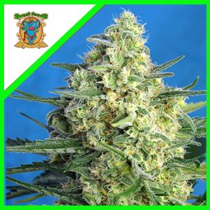 JACK 47 XL AUTO® X100-SWEET...