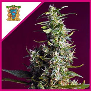SWEET CHERRY PIE FEM®...