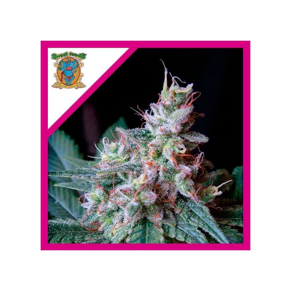 CREAM CARAMEL F1 FEM® X100-SWEET SEEDS