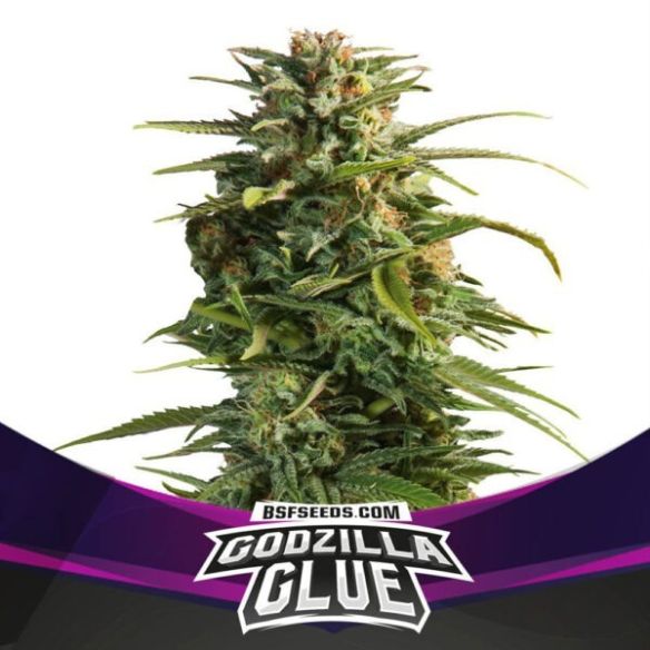 GODZILLA GLUE FEM X2-BSF SEEDS