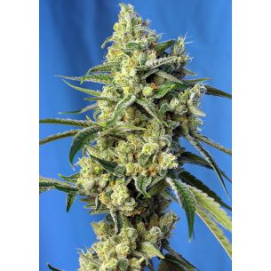 SWEET AMNESIA HAZE  FEM®...