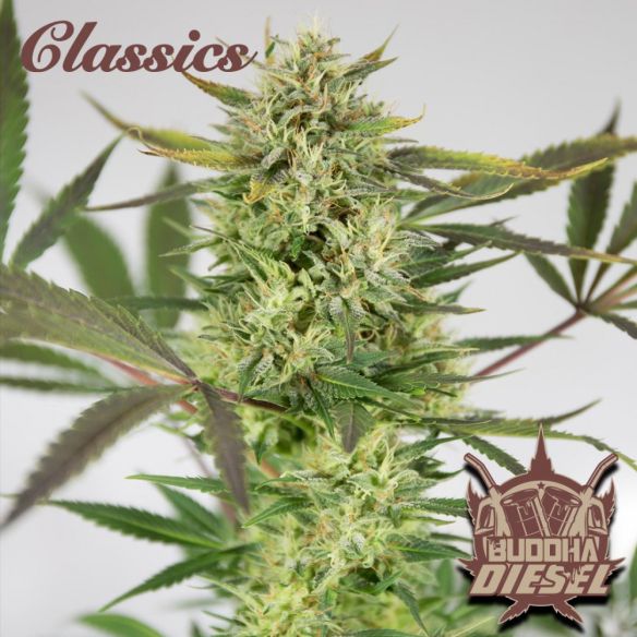 DIESEL AUTO X3+1 - BUDDHA SEEDS