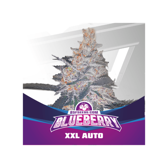 BLUE BERRY  AUTO  X4 -BSF