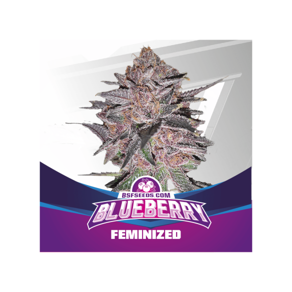 BLUE BERRY  FEM X4-BSF