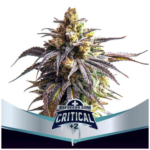 CRITICAL +2 XXL  AUTO X4 -BSF