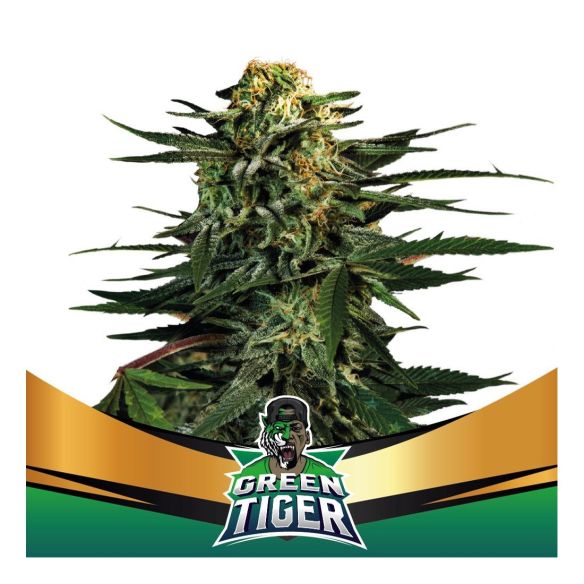 GREEN TIGER FAST FEM X4-BSF