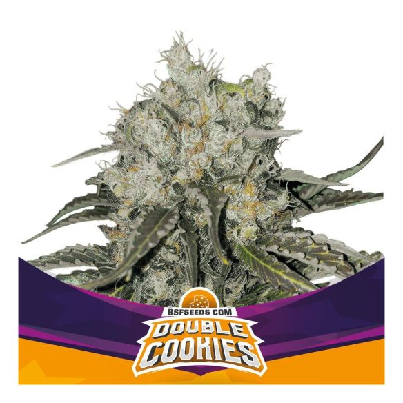 DOUBLE COOKIES SP FEM X4 -BSF