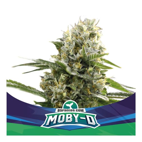 MOBY-D XXL AUTO X4-BSF