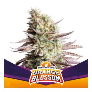 ORANGE BLOSSOM FEM X4 -BSF