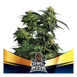 OBG KUSH FAST  FEM X4-BSF