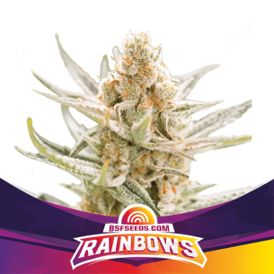 BSF RAINBOWS FEM X4