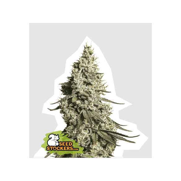 MOBY DICK AUTO X100-SEEDSTOCKERS