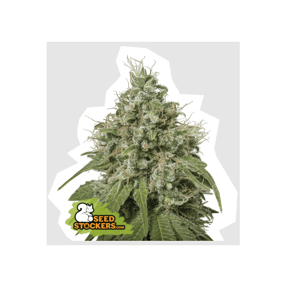 AMNESIA FEM X100-SEEDSTOCKERS