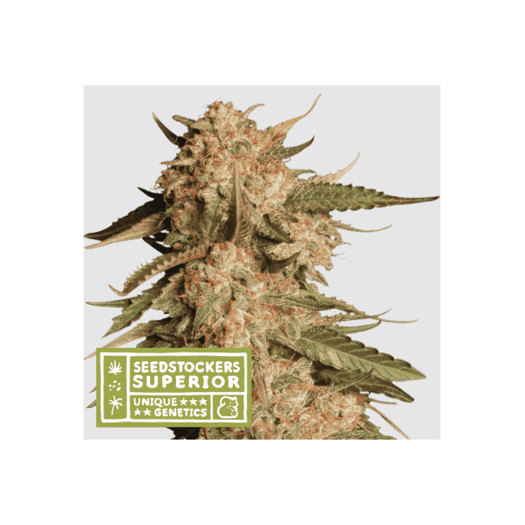 BLUE MOBY AUTO X3 SUP-SEEDSTOCKERS