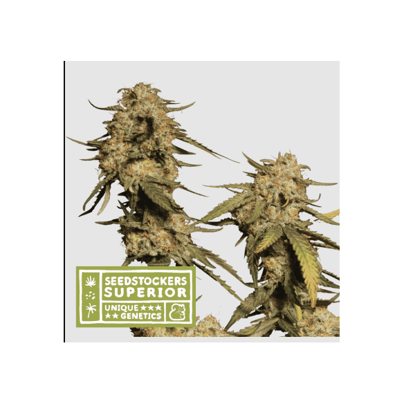 BLUE MOBY FEM X3 SUP-SEEDSTOCKERS