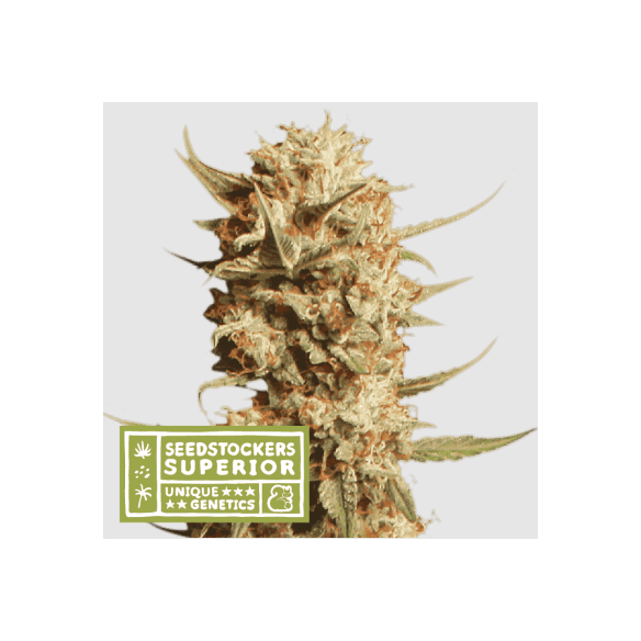 THUNDER BANANA AUTO X3 SUP-SEEDSTOCKERS