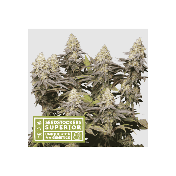 PANTY PUNCH FEM X3 SUP-SEEDSTOCKERS