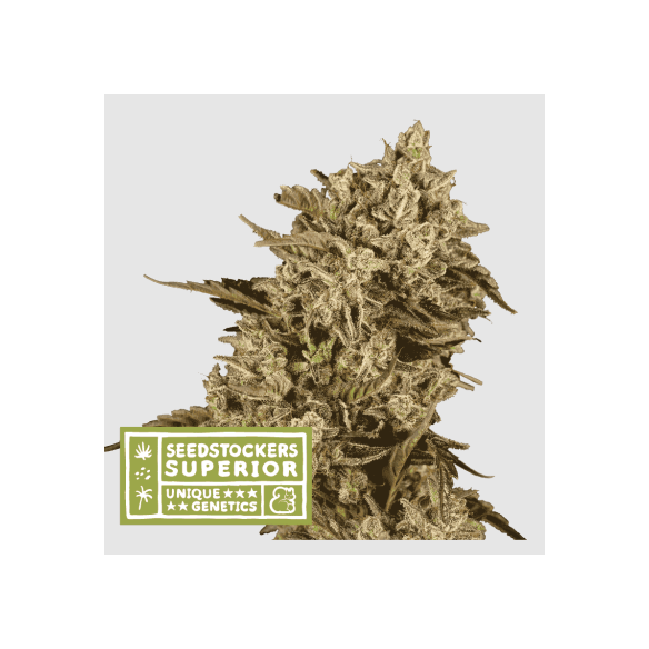 APOLLO BLACK CHERRY FEM X3 SUP-SEEDSTOCKERS