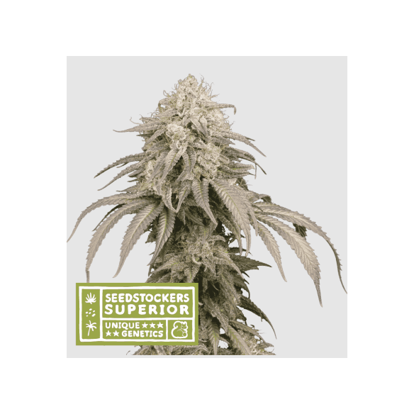 MANDARINE PANTIES AUTO X3-SEEDSTOCKERS