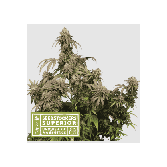 MANDARINE PANTIES FEM X3-SEEDSTOCKERS