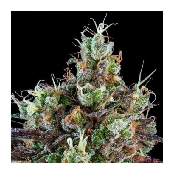 SOUR RIPPER AUTO X3-RIPPER SEEDS