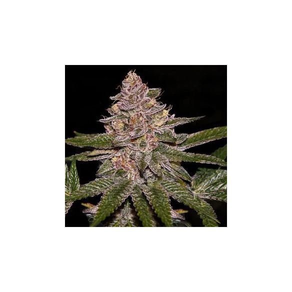 RADICAL JUICE FEM X3-RIPPER SEEDS