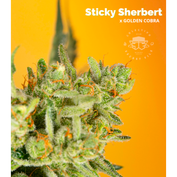 STICKY SHERBERT X GOLDEN COBRA FEM X3-SECRET FILE