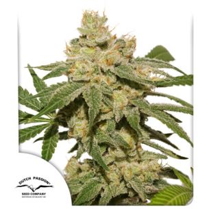 OH MY GUSHER AUTO X3-DUTCH...