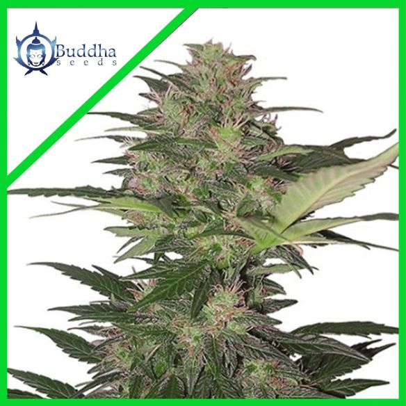 RED DWARF AUTO X3+1-BUDDHA SEEDS