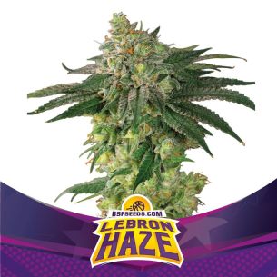 LEBRON HAZE  FEM X4-BSF