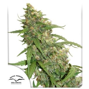 CBD COMPASSION AUTO...