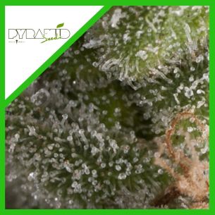 FRESH CANDY AUTO...