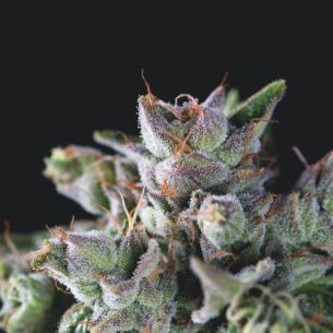 GORILA FEM X3+1-PYRAMID SEEDS