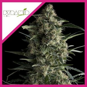 GALAXY  FEM X3+1-PYRAMID SEEDS