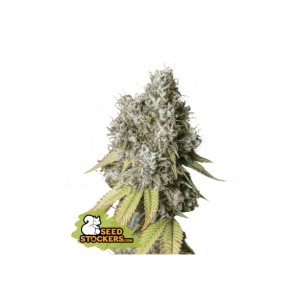 BRUCE BANNER AUTO...