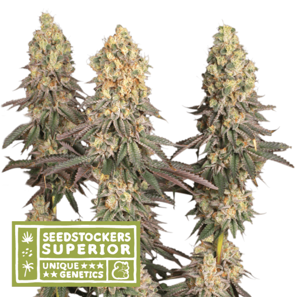 MACK & CRACK REGULAR X3 SUP-SEEDSTOCKERS