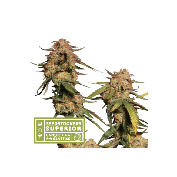 PANTY PUNCH REGULAR X3 SUP-SEEDSTOCKERS