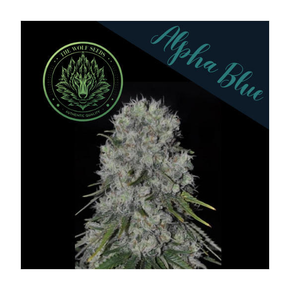 ALPHA BLUE F1 FEM X3+1-THE WOLF SEEDS