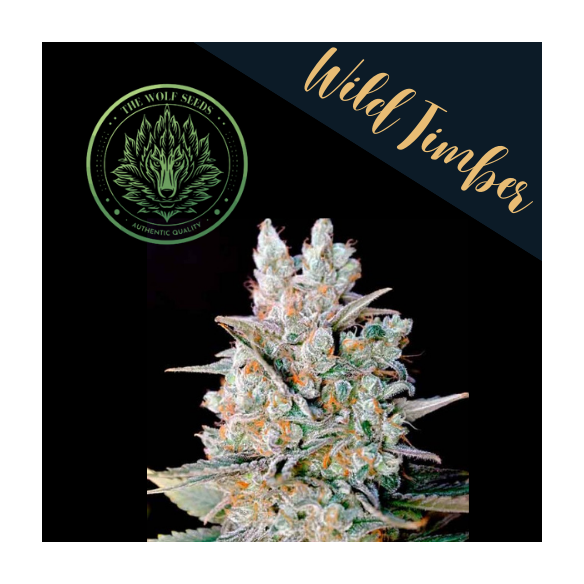 WILD TIMBER F1 FEM X3+1-THE WOLF SEEDS