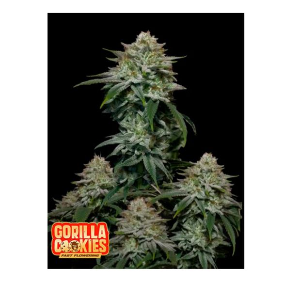 Fast Buds GORILLA COOKIES FAST FLOWERING FEM 3+2
