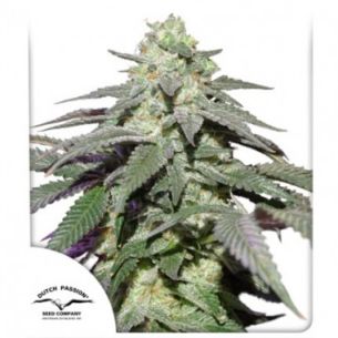 SKYWALKER HAZE AUTO...