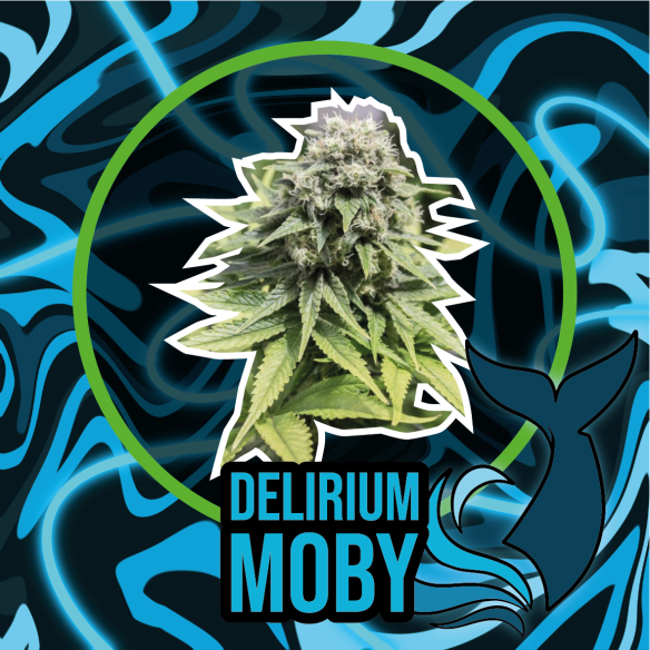 DELIRIUM MOBY FAST VERSION X1-DELIRIUM SEEDS