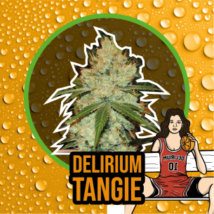DELIRIUM TANGI FEM...