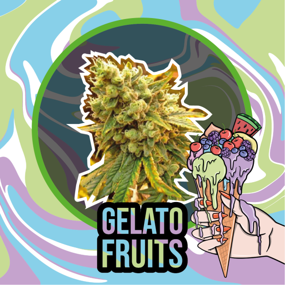 GELATO FRUITS AUTO X2-DELIRIUM SEEDS