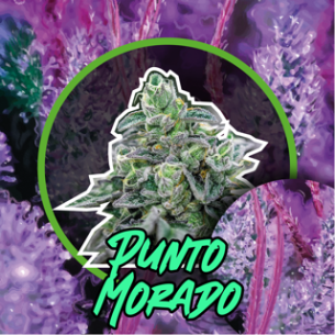 PUNTO MORADO FEM...
