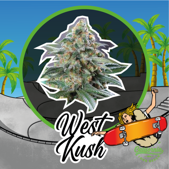 WEST KUSH AUTO X4-DELIRIUM SEEDS