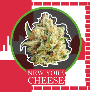 NEW YORK CHEESE AUTO...
